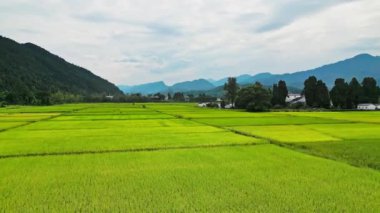 Pirinç tarlaları, Çin manzarası