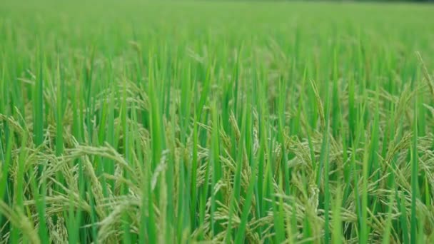 Skutečný Záběr Scény Sklizně Rýže — Stock video