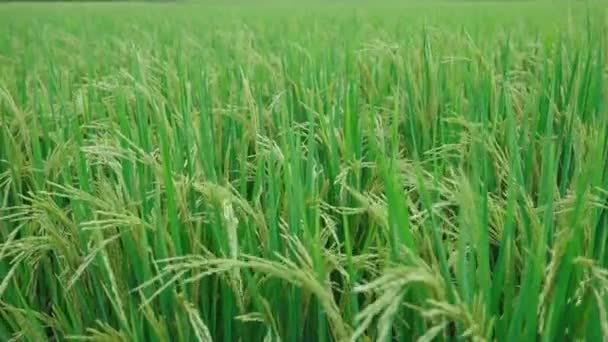 Настоящая Сцена Сбора Урожая Риса — стоковое видео