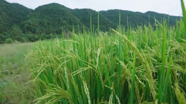 Справжній Знімок Місця Збору Рисового Поля — стокове відео