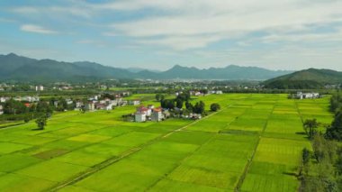 Büyük pirinç tarlası ve dağ köyü.