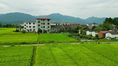 Büyük pirinç tarlası ve dağ köyü.