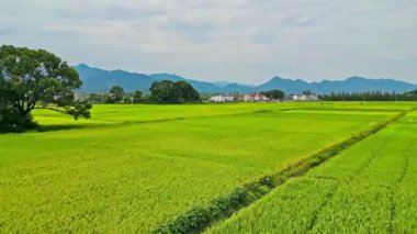 Kırsalda pirinç tarlası