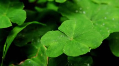 Su damlaları olan yeşil yaprakları kapat