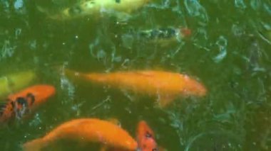 Gölde sazan balığı, yakın görüş