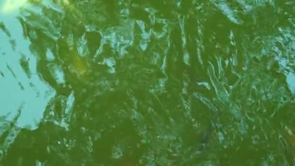 Carp Fish Pond Close View — Stock Video