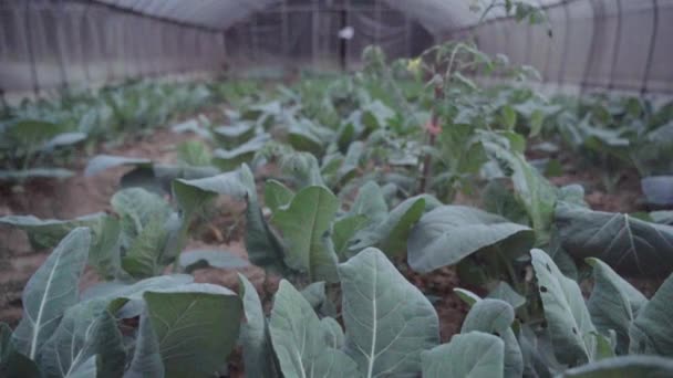 Serre Avec Une Grande Récolte Chou Vert — Video