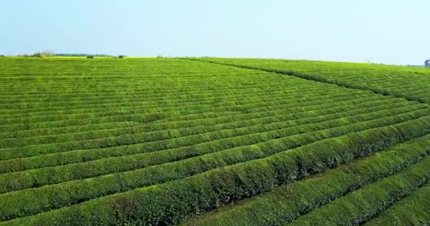 Grande Área Plantações Chá China — Vídeo de Stock