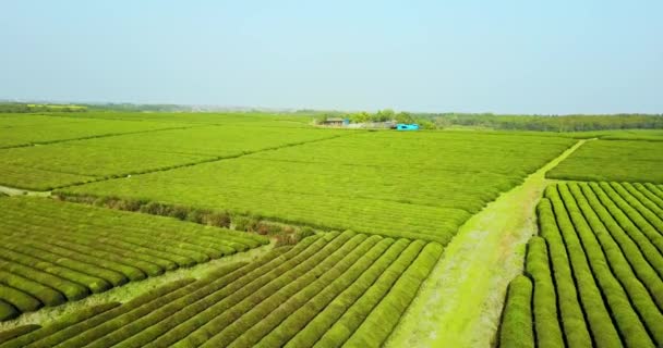 Çin Deki Büyük Çay Tarlaları — Stok video