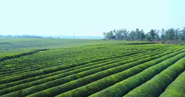 Luftaufnahme Einer Großen Teeplantage China — Stockvideo