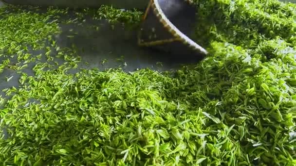 Tea Making Process Factory Close View — Stock Video