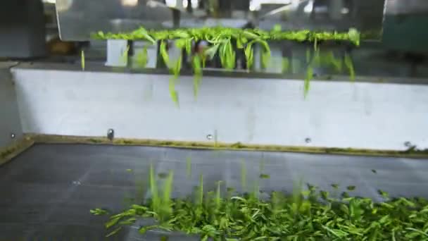 Proces Parzenia Herbaty Fabryce Widok Bliska — Wideo stockowe