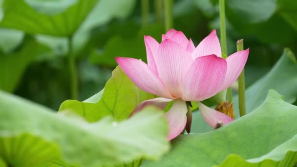 Beautiful Lotus Flower Garden Nature Background — Stock Video