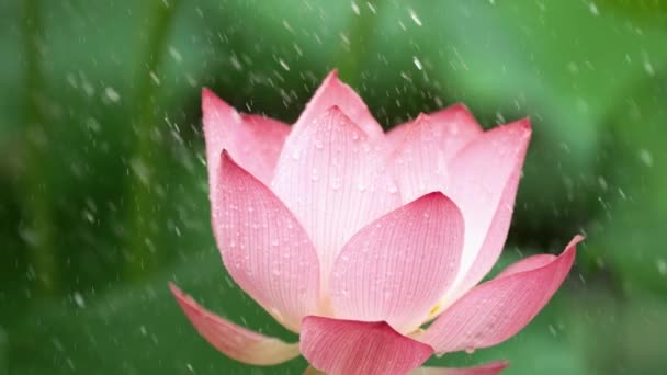 Красива Квітка Лотоса Саду Фоні Природи — стокове відео