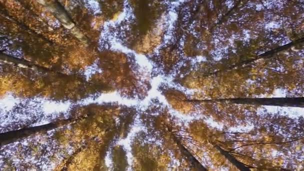 Большие Деревья Гинкго Осенью Парке Осенний Сезон Флоры — стоковое видео