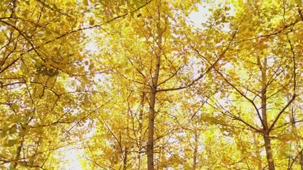 Μεγάλα Δέντρα Ginkgo Φθινόπωρο Στο Πάρκο Φθινοπωρινή Χλωρίδα Εποχής — Αρχείο Βίντεο