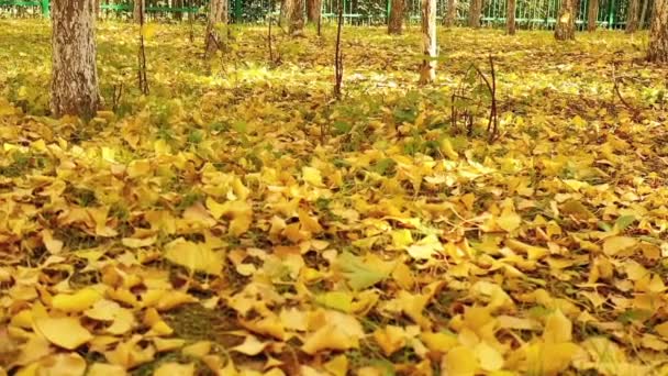 Duże Drzewa Ginkgo Jesienią Parku Jesień Sezon Flora — Wideo stockowe