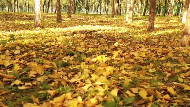 Piękny Widok Żółty Park Sezonie Jesiennym — Wideo stockowe