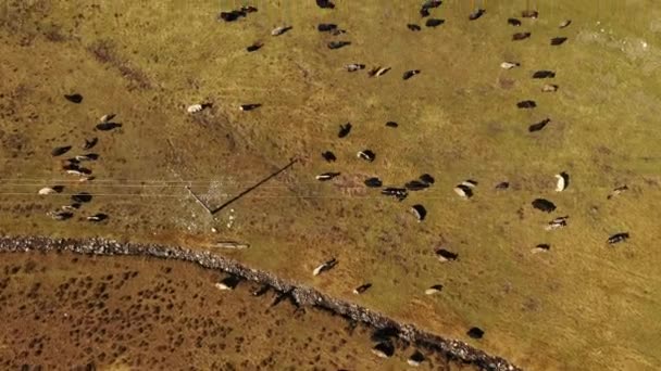 Sığırlı Çayırların Üzerindeki Havadan — Stok video