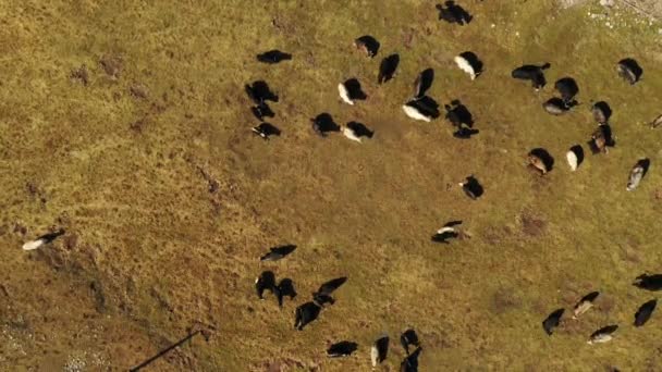 Sığırlı Çayırların Üzerindeki Havadan — Stok video