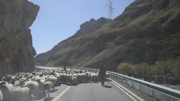 Troupeau Moutons Dans Les Montagnes Sur Fond Nature — Video