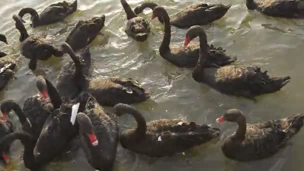 Cisnes Negros Vista Del Lago — Vídeo de stock