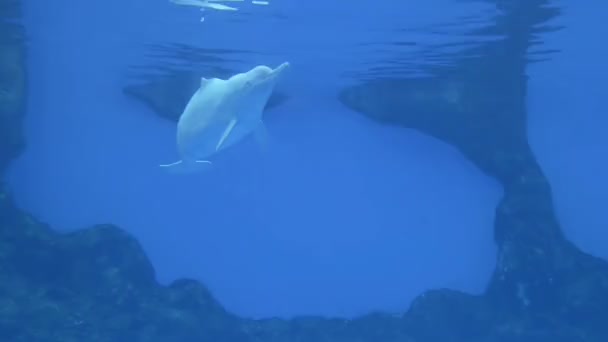Δελφίνια Που Κολυμπούν Στο Ενυδρείο — Αρχείο Βίντεο