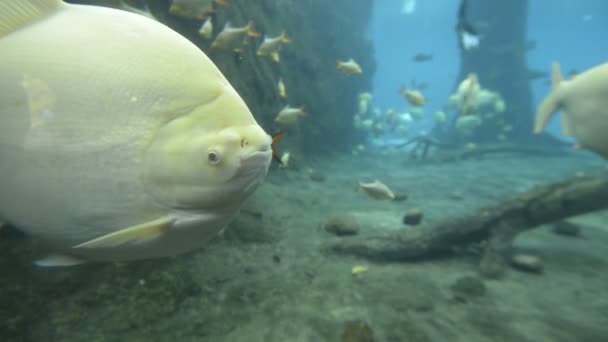 Vissen Zwemmen Onderwater Aquarium — Stockvideo