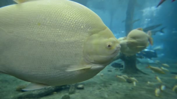 Fisk Simning Undervattens Akvarium — Stockvideo