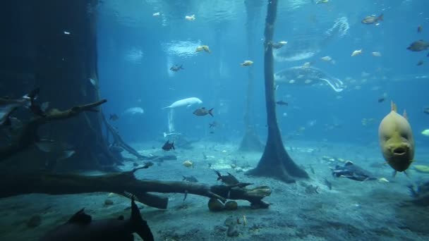 Hal Úszás Víz Alatt Akváriumban — Stock videók