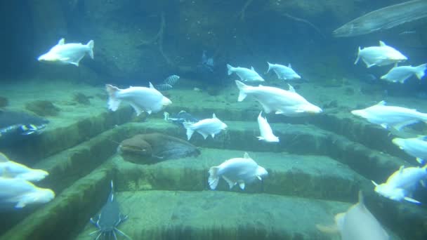 Vissen Zwemmen Onderwater Aquarium — Stockvideo