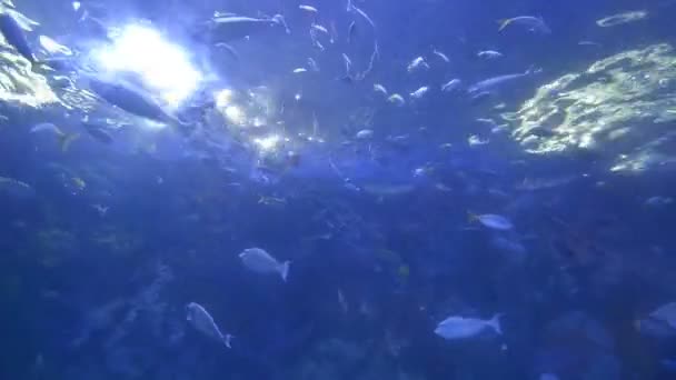 Ryby Pływające Pod Wodą Akwarium — Wideo stockowe