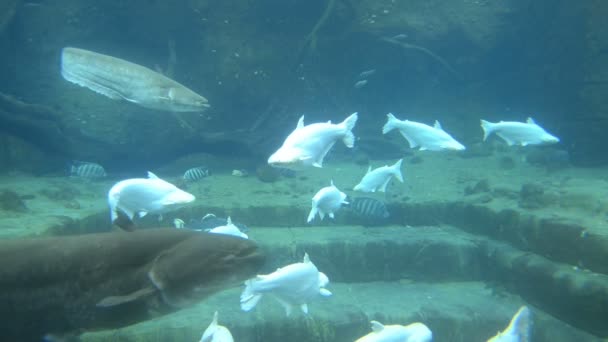 Hal Úszás Víz Alatt Akváriumban — Stock videók