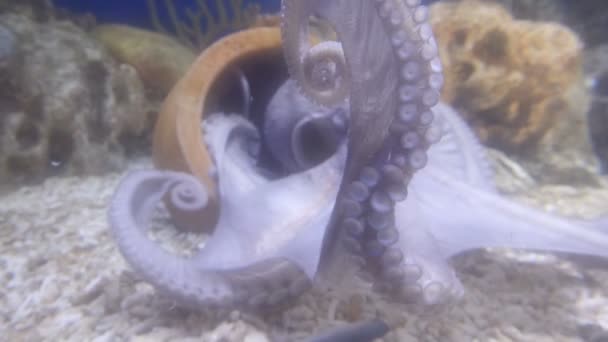 Close Van Dichtbij Octopus Aquarium Onderwater — Stockvideo