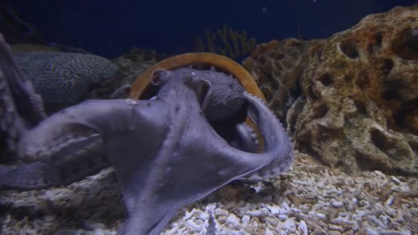 Close Van Dichtbij Octopus Aquarium Onderwater — Stockvideo