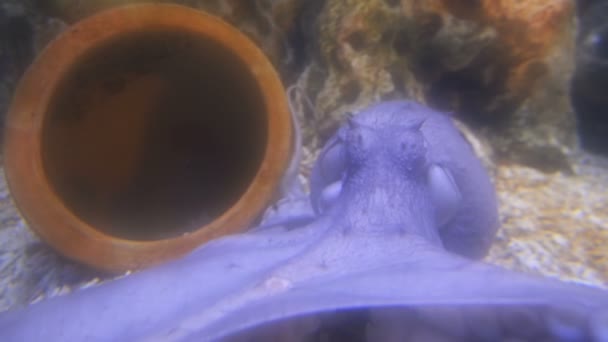 Close Kép Polip Akváriumban Víz Alatt — Stock videók