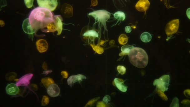 水族馆特写镜头中的水母 — 图库视频影像