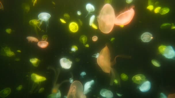 Jellyfish Aquarium Close — Stock Video