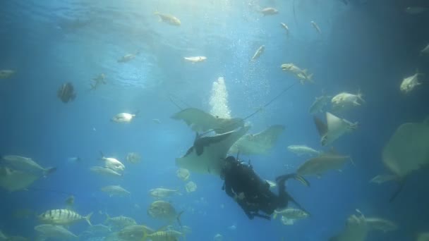 Fisk Simning Undervattens Akvarium — Stockvideo