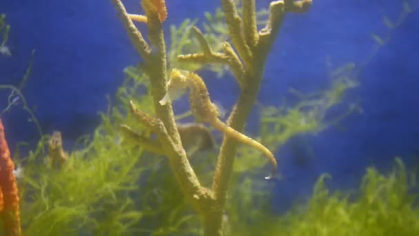 Unterwasserszene Mit Fischen Und Algen — Stockvideo