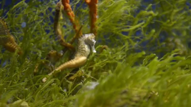 Scène Sous Marine Océanique Avec Poissons Algues — Video