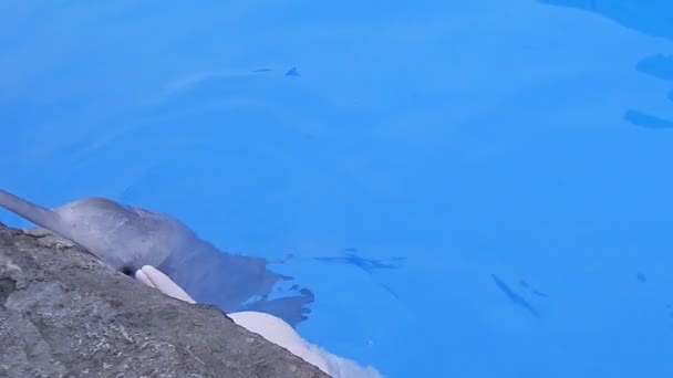 Γλυκά Δελφίνια Που Κολυμπούν Στο Ενυδρείο — Αρχείο Βίντεο