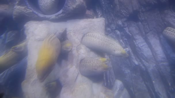 Υποβρύχια Άποψη Των Χελιών Moray Στο Ενυδρείο — Αρχείο Βίντεο