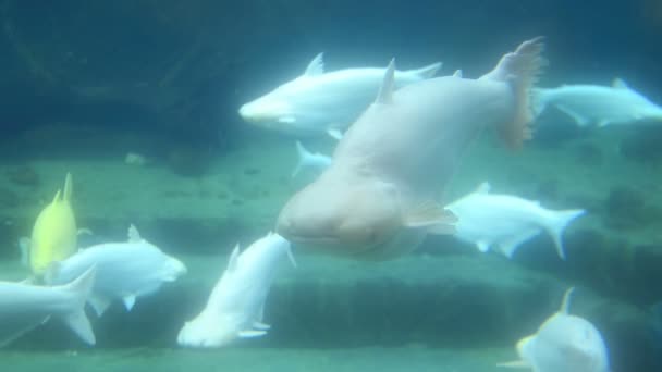 Fische Schwimmen Unter Wasser Aquarium — Stockvideo