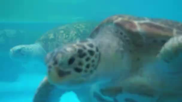 Undervattensutsikt Över Söta Sköldpaddor Akvariet — Stockvideo