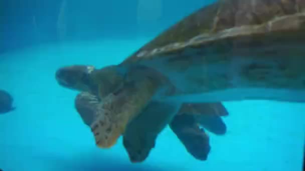 Underwater View Cute Turtles Aquarium — Stock Video