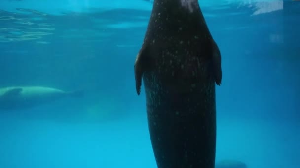 Onderwater Zicht Schattige Zeehonden Dieren Dierentuin — Stockvideo