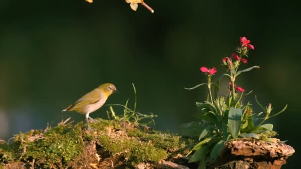 Gli Uccelli Mangiano Insetti Vista Vicino — Video Stock