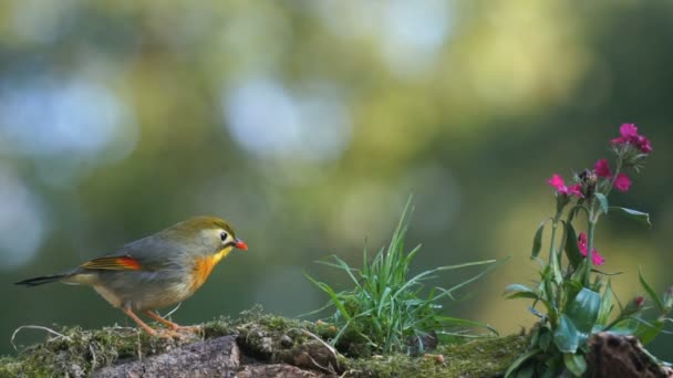 Las Aves Están Comiendo Insectos Vista Cerca — Vídeo de stock
