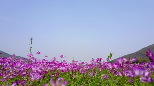 Yeşil Tarlada Mor Çiçekler Gündüz Manzarası — Stok video